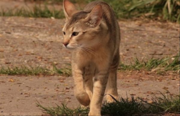 非洲狮子猫脱肛怎么办 脱肛又叫直肠脱